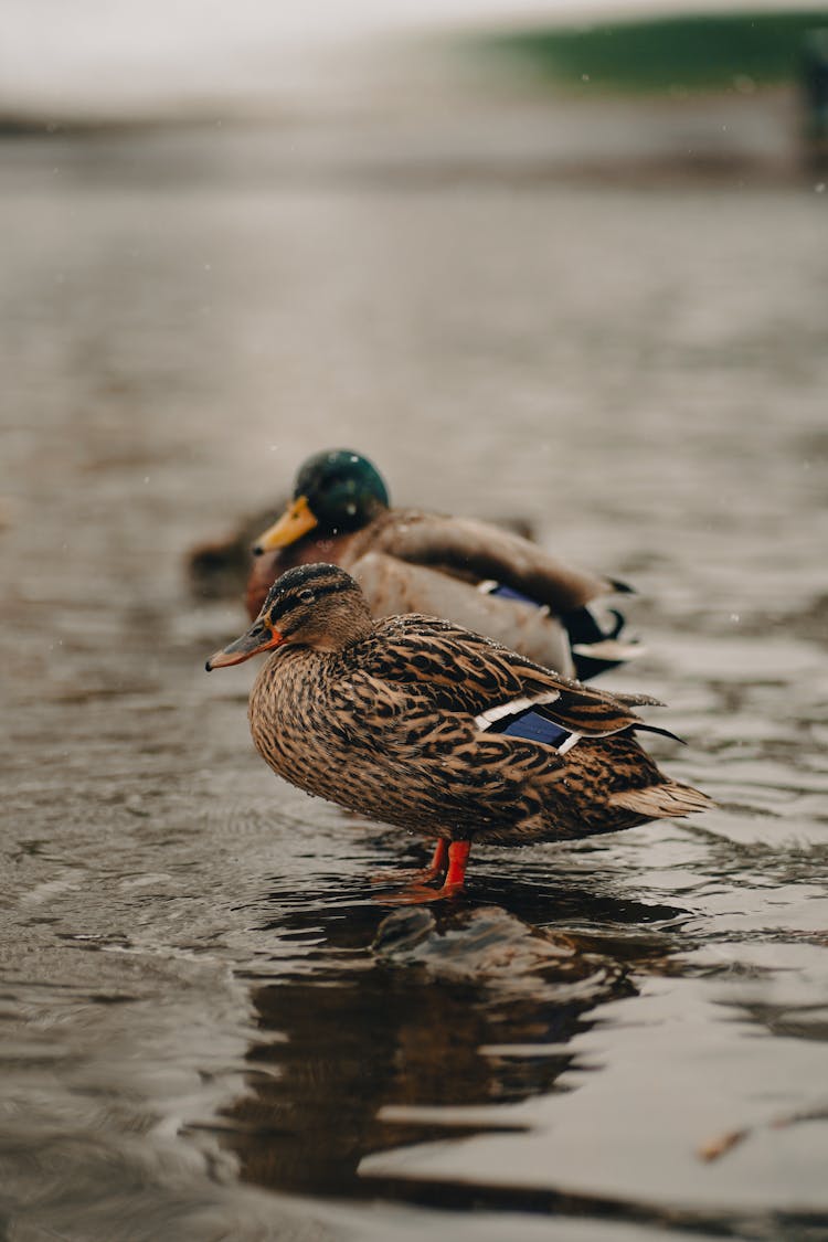 Ducks Sitting On Rocks In Water In Snow