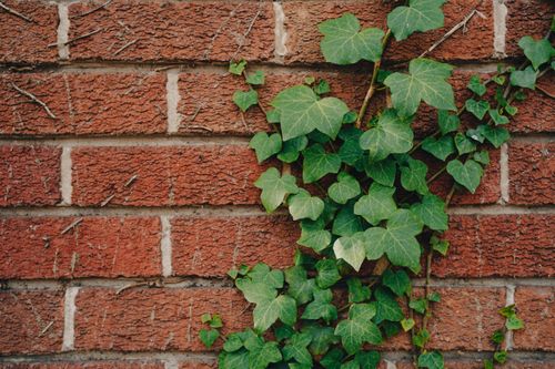 Free Close-up of green ivy climbing a red brick wall outdoors. Stock Photo