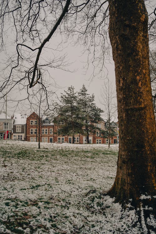 Ilmainen kuvapankkikuva tunnisteilla lumi, puisto, puut