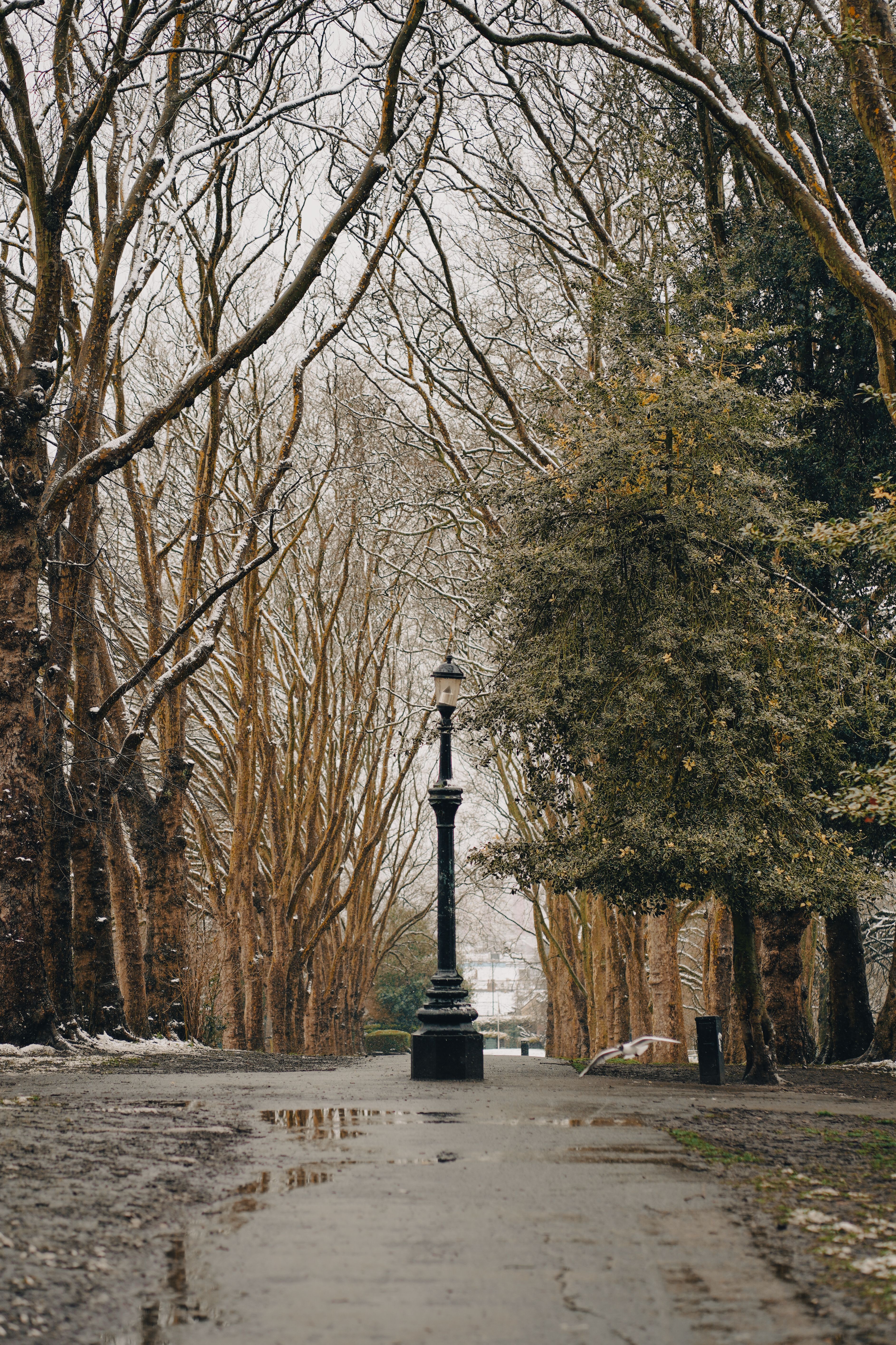Park in Winter · Free Stock Photo