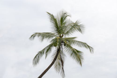 Palm Tree and Sky