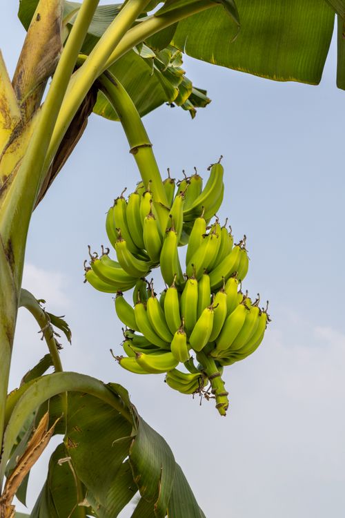 Bananas Hanging from Tree  Free Stock Photo