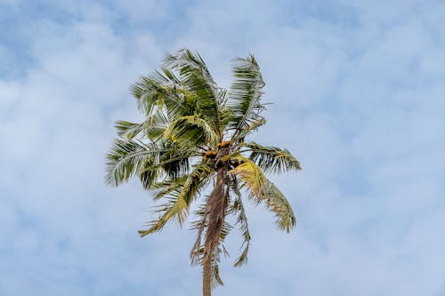 Fotos de stock gratuitas de cielo, foto de ángulo bajo, hojas