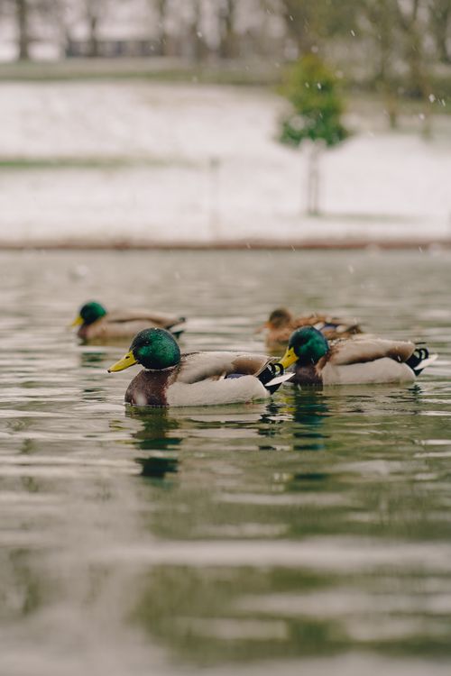 Free Close-up of mallard ducks swimming in a snow-covered park during winter. Stock Photo