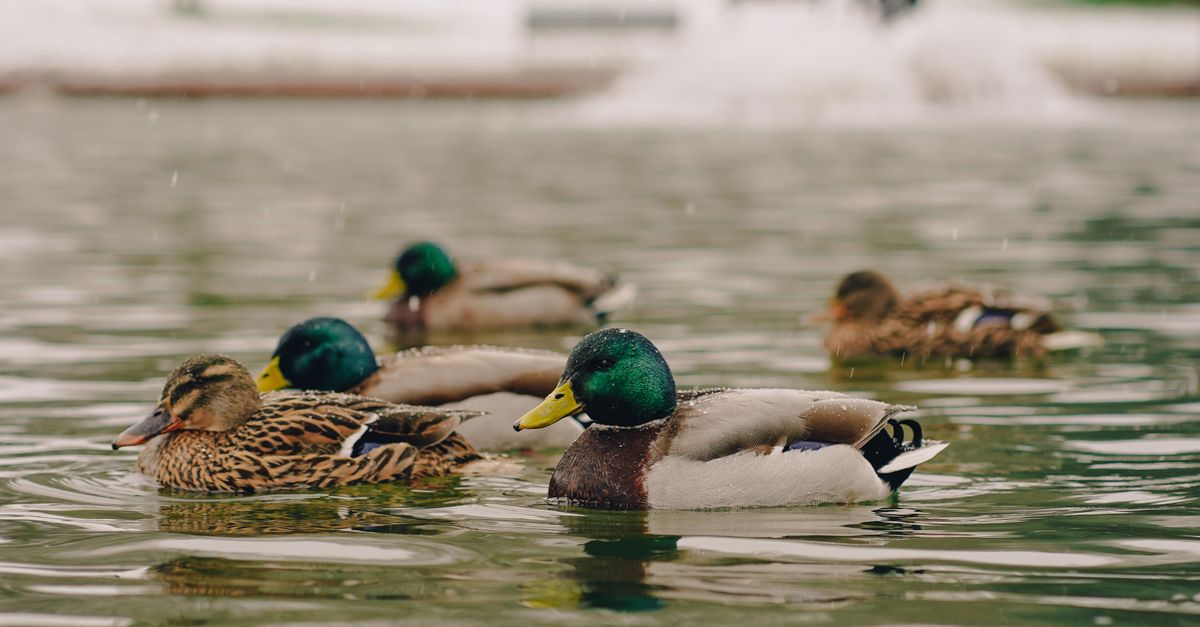 Lake Riding Duck Ducks in Lake at Park · Free Stock Photo