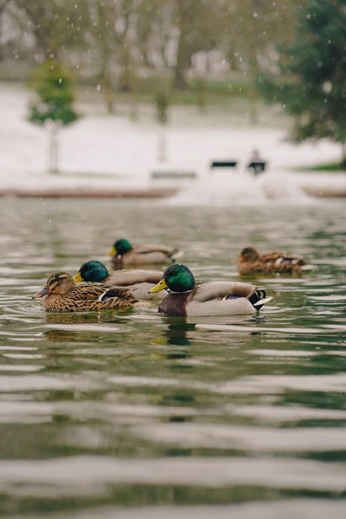 Free Close-up of mallard ducks swimming in a serene park pond during winter. Stock Photo