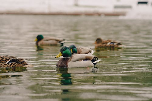 Ilmainen kuvapankkikuva tunnisteilla ankat, eläinkuvaus, järvi