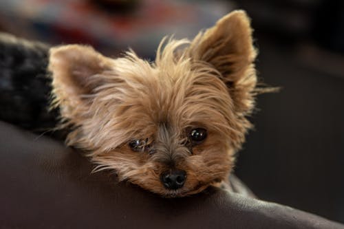 無料 黒と黄褐色のオーストラリアンテリアの子犬 写真素材
