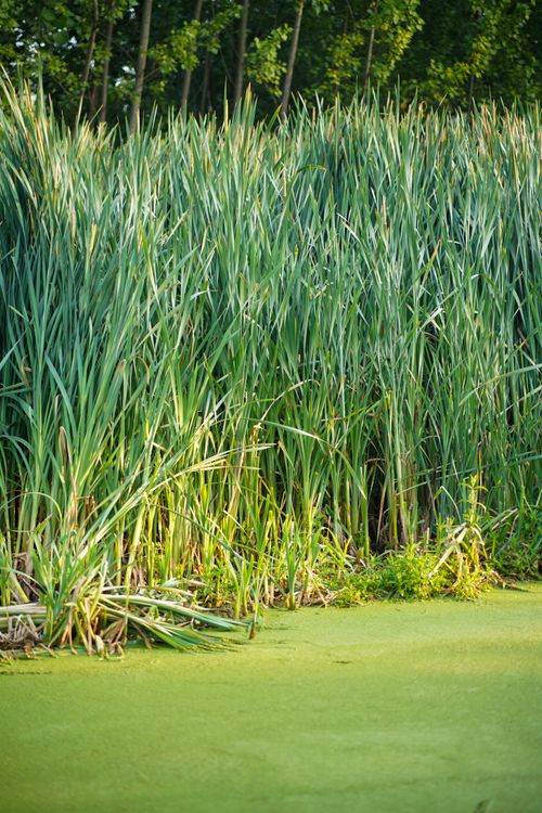 Tall green reeds in a summer wetland — photo by Imad Clicks on Pexels
