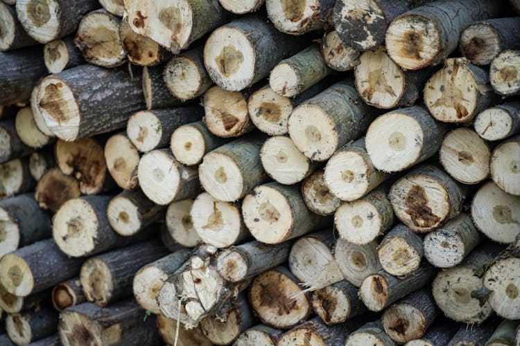 Stack Of Cut Wood Logs