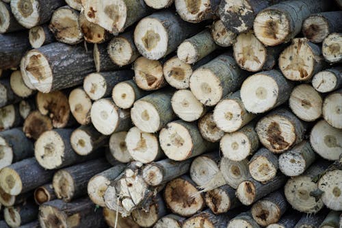 Free Stack of Cut Wood Logs Stock Photo