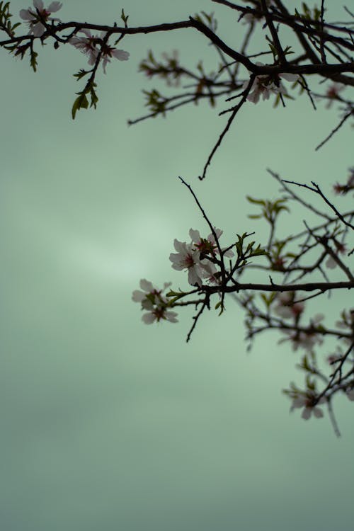 Fotobanka s bezplatnými fotkami na tému biele kvety, flóra, jemný