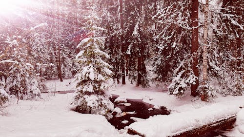 Free stock photo of pine trees, pine trees covered with snow, snow