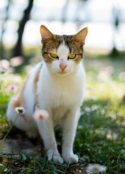 Cat Sitting on Grass