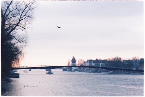 シティ, ブリッジ, 冬の無料の写真素材