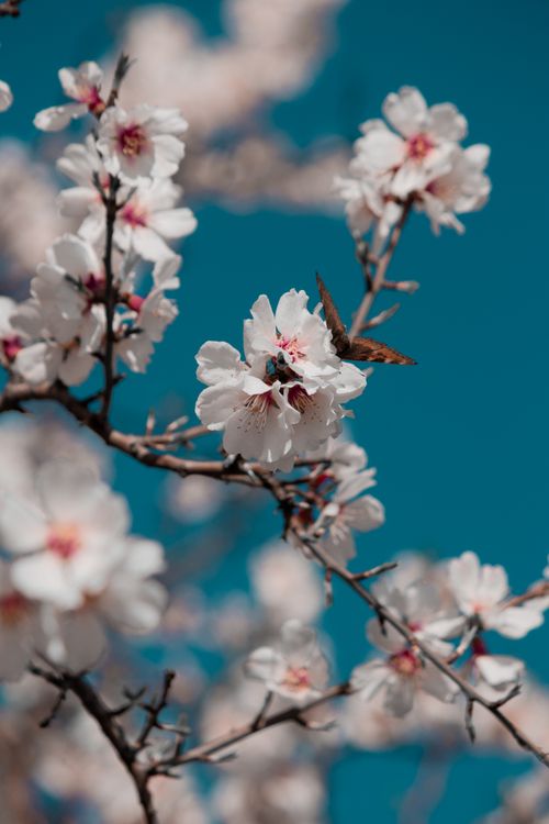 Free Close-up of cherry blossoms with a butterfly under a clear blue sky. Stock Photo