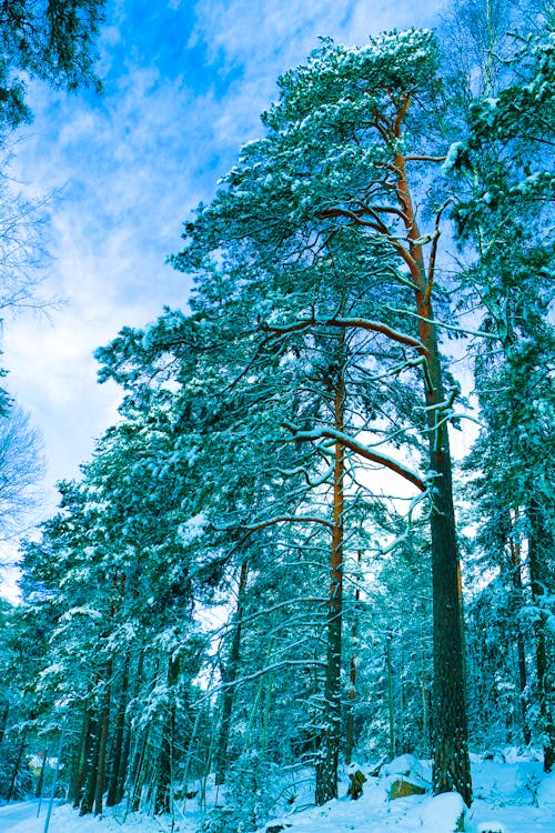 Gratis stockfoto met Bos, dennenboom, kou