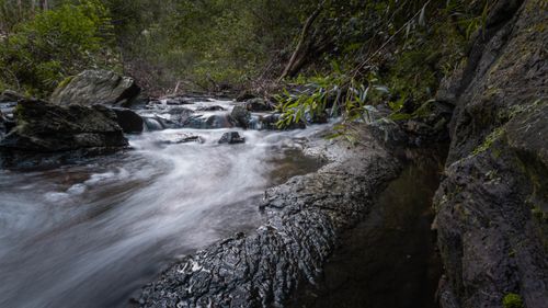 Free Tranquil stream flowing through lush forest and rocks, capturing nature's peace. Stock Photo