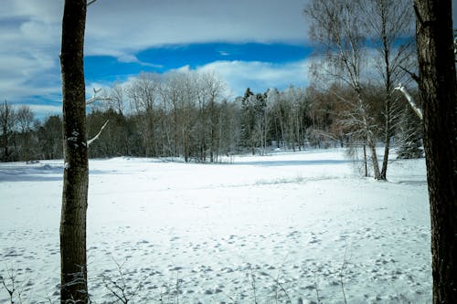 Barren Trees in Winter