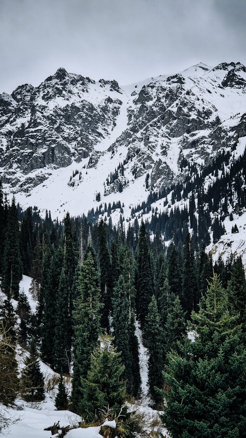 Forest and Mountains in Snow