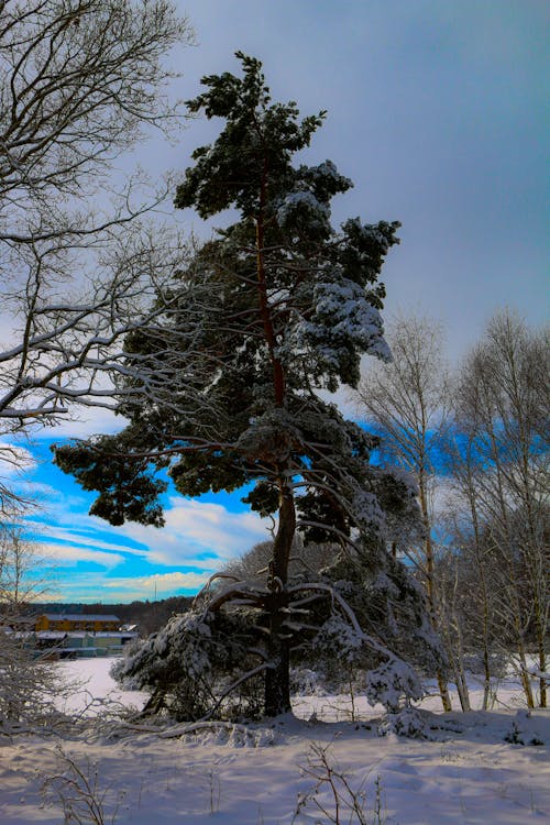 Pine Snowed Tree