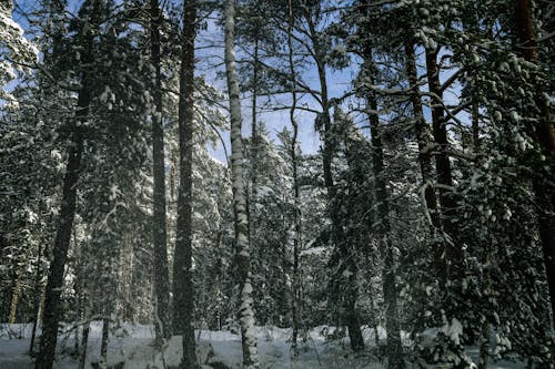 Foto profissional grátis de coníferas, floresta, inverno