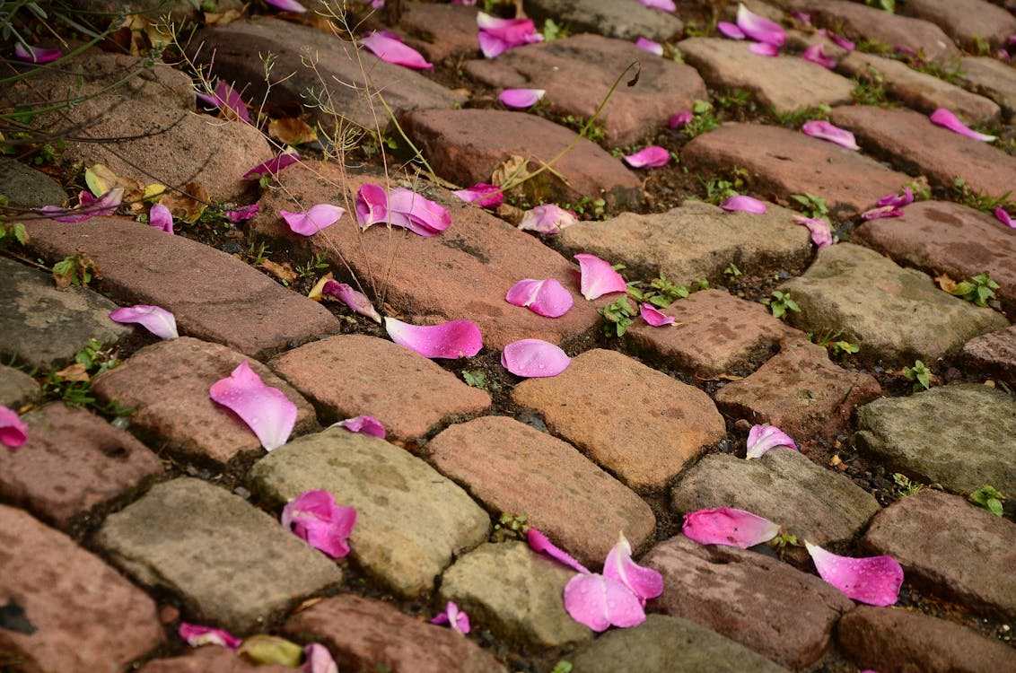 免費 棕色磚路上粉紅色的花瓣 圖庫相片