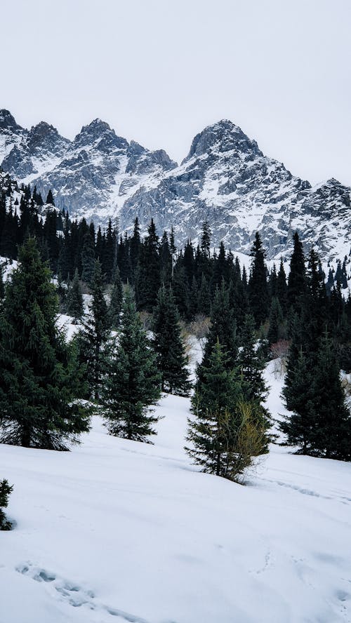 Conifer Forest on Mountainside in Winter