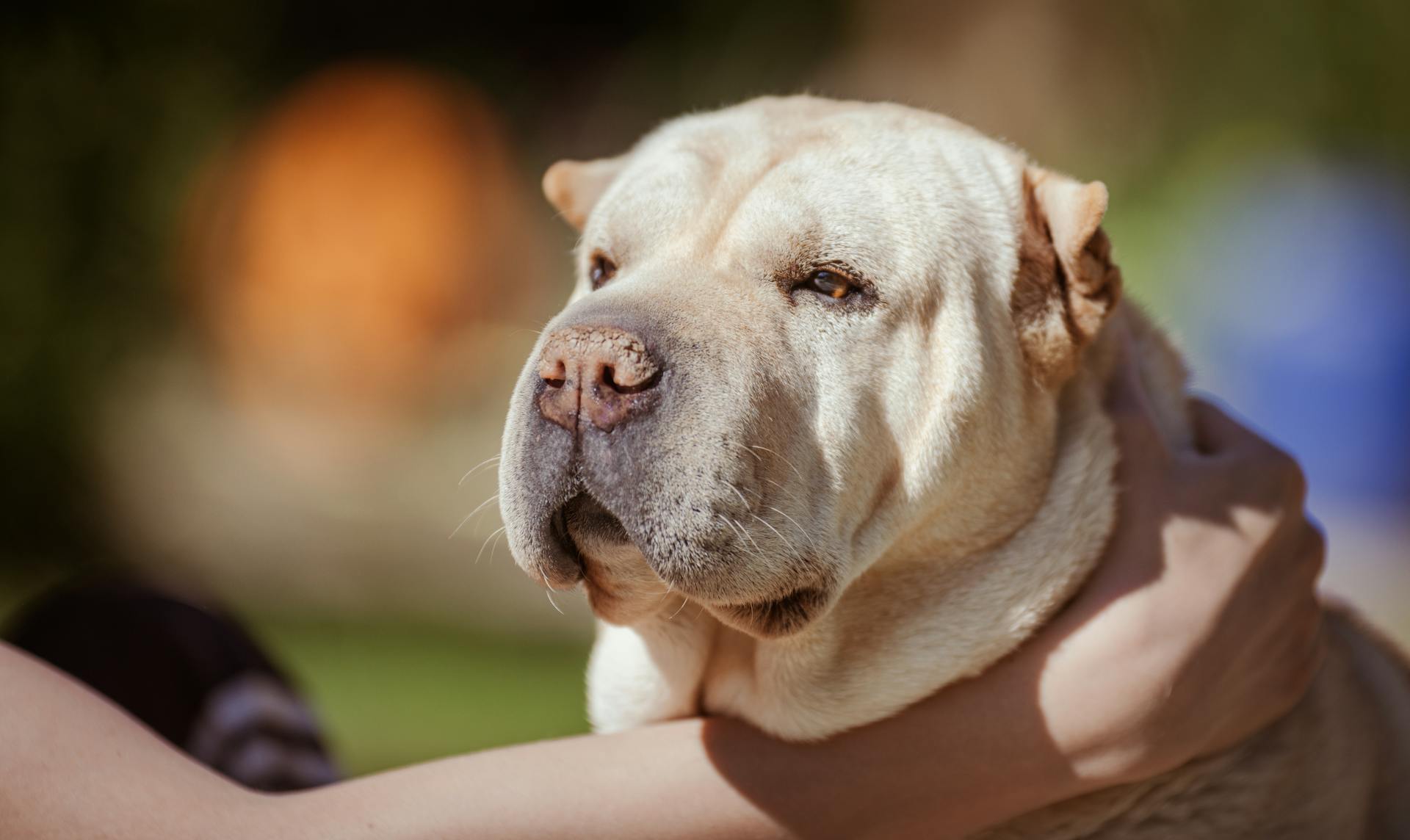 En Shar Pei-hund som hålls