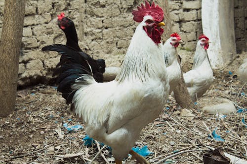 View of Roosters in a Chicken Coop