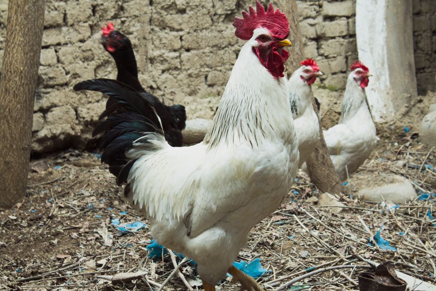 Roosters in a chicken coop