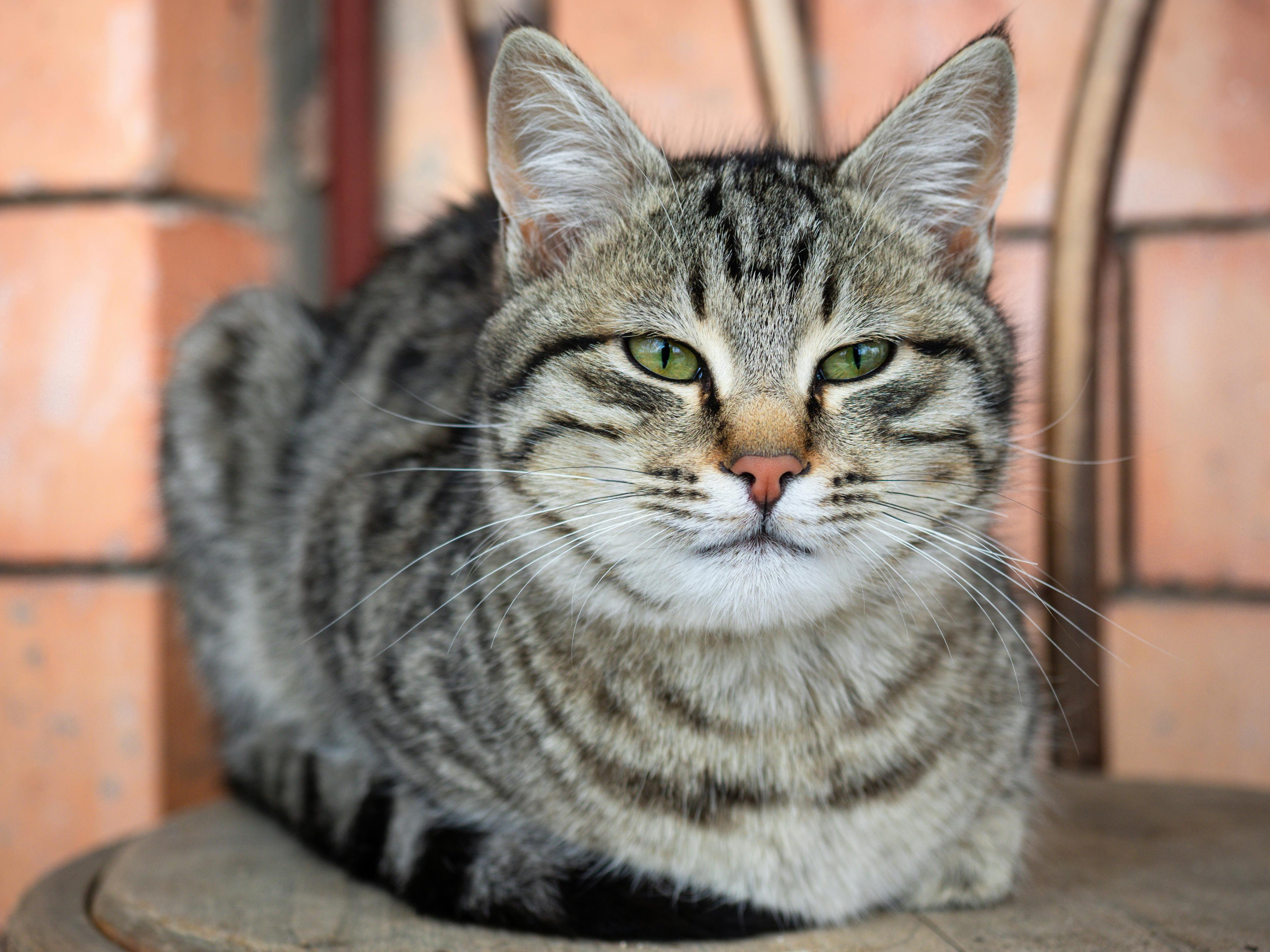 A cat sitting on a chair with its eyes open