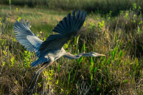 Immagine gratuita di cicogna, focus selettivo, fotografia di animali