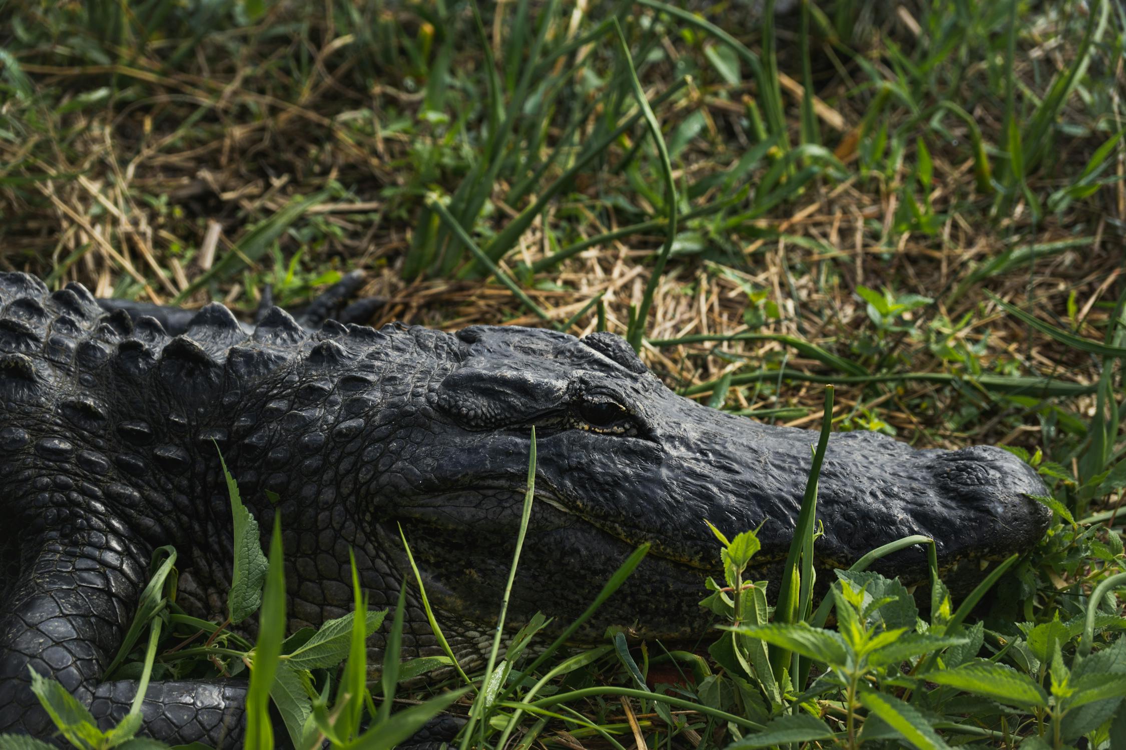 Alligator hidden in the Grass · Free Stock Photo Alligator hidden in the Grass · Free Stock Photo
