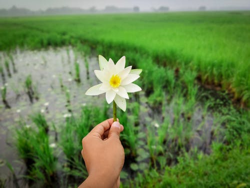 Безкоштовне стокове фото на тему «водно-болотні угіддя, квітка, краєвид»