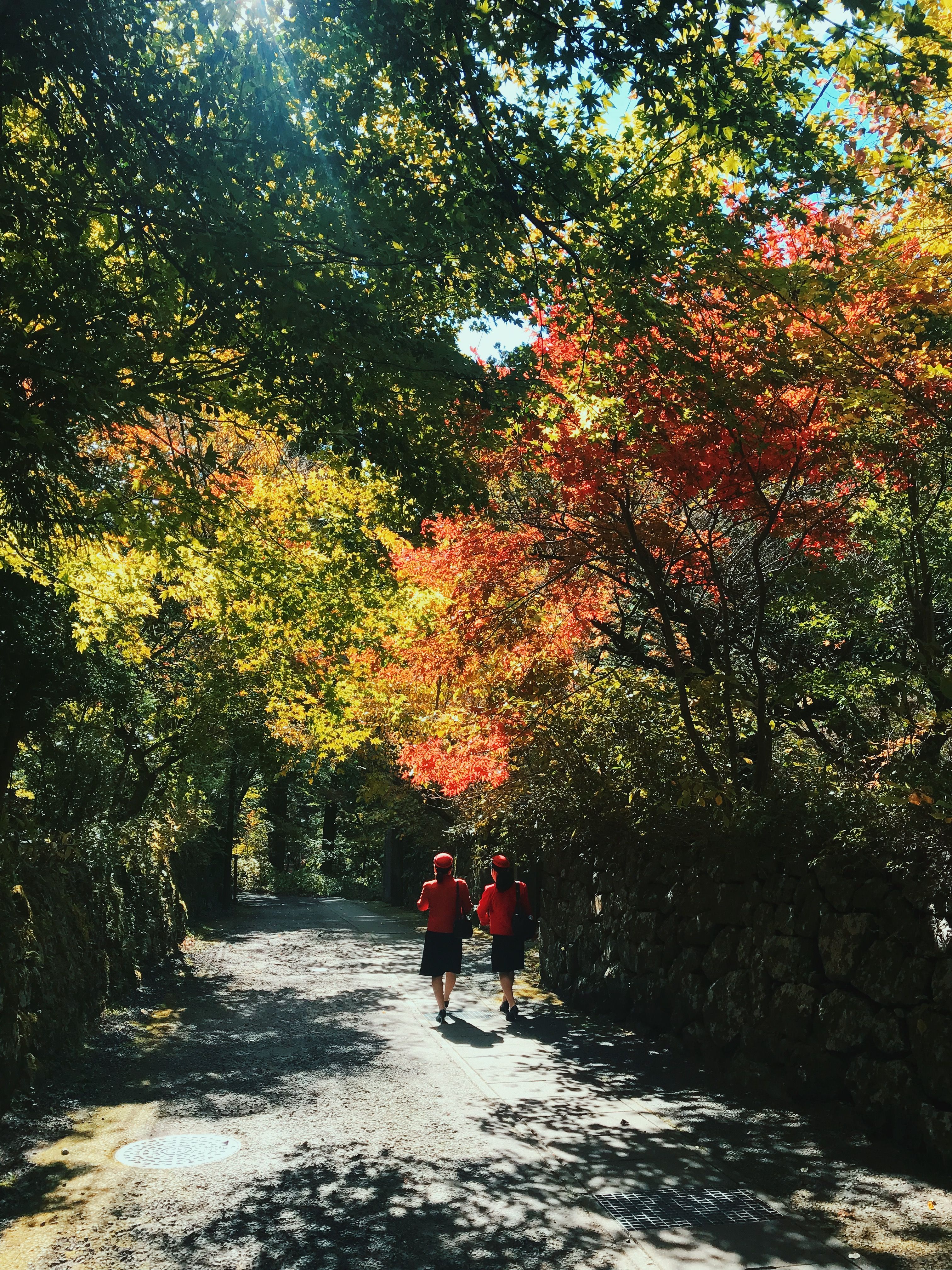 Two Women Walking on Pathway Beside Trees · Free Stock Photo