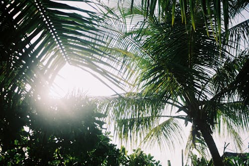 トロピカル, ヤシの木, 太陽に照らされたの無料の写真素材
