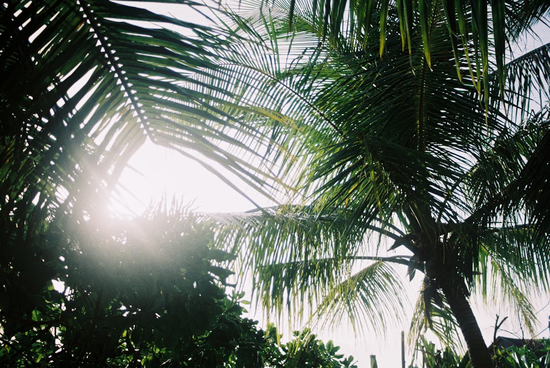 Palm Tree against Sunlit