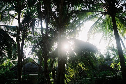 Sun behind Palm Trees