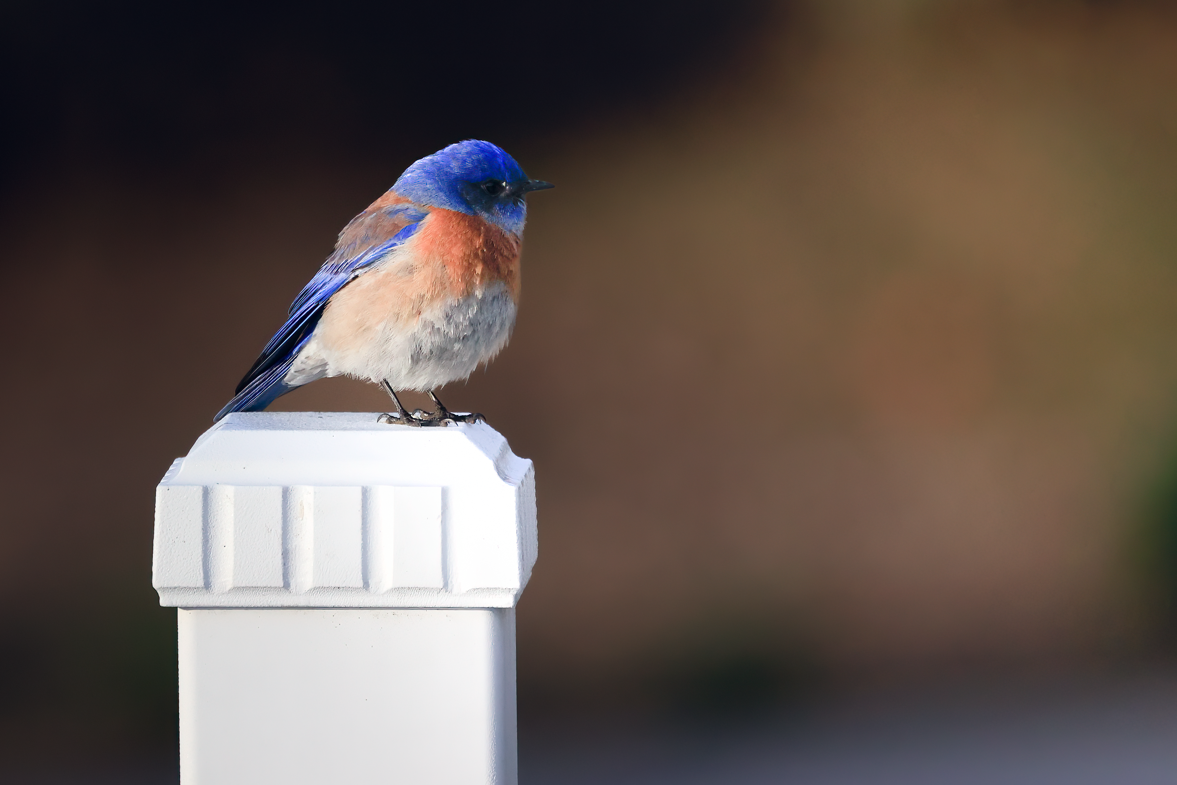 Close up of a Bird Perching on a Post · Free Stock Photo