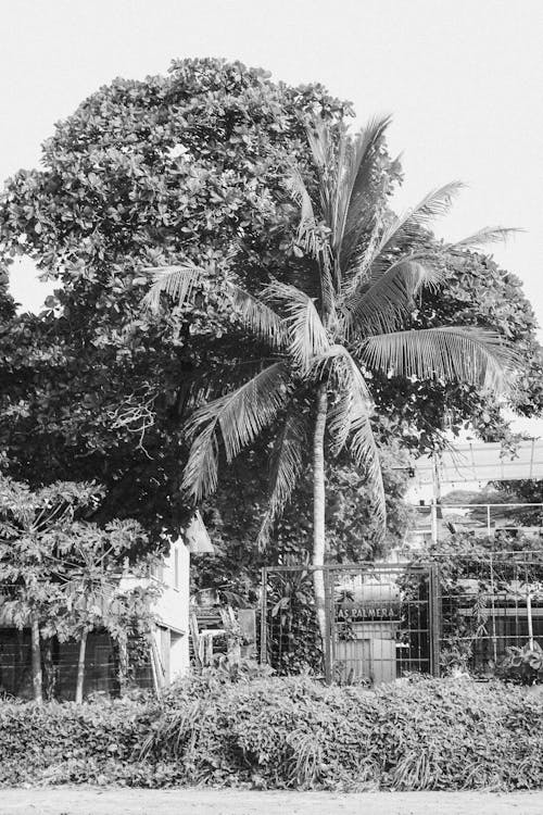 Fotobanka s bezplatnými fotkami na tému čierny a biely, ohrada, palma