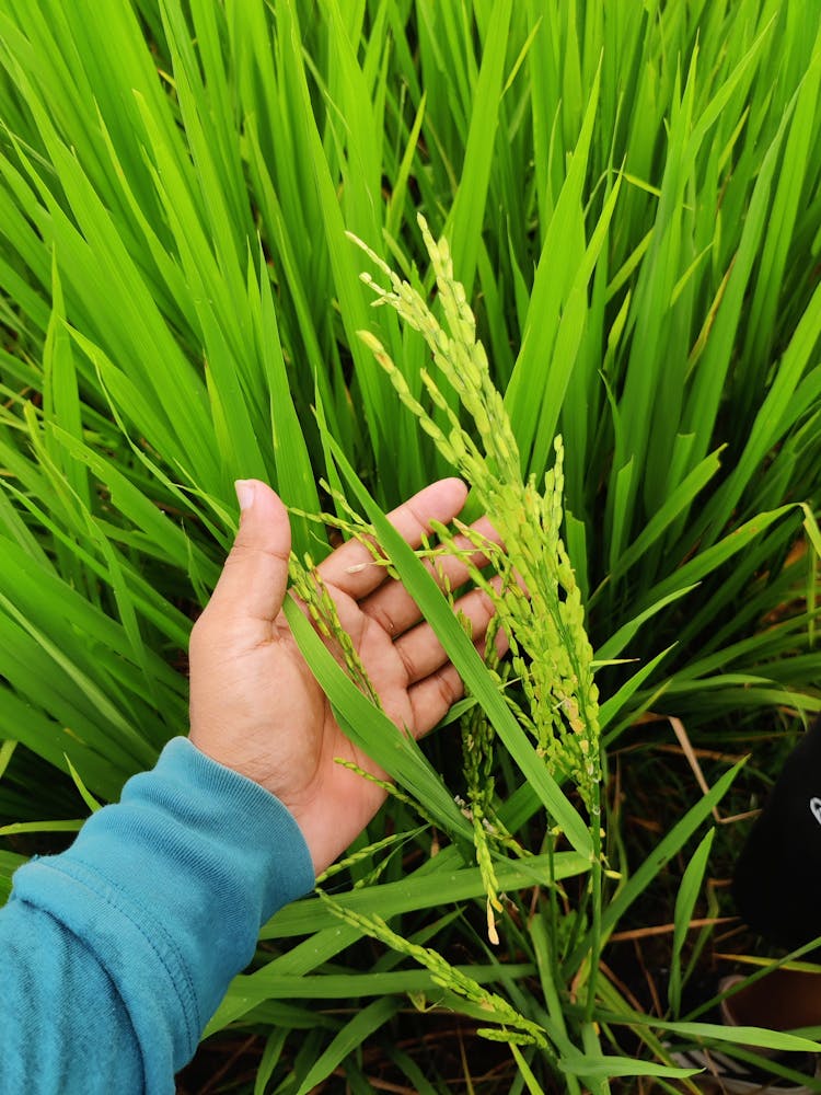 Hand Touching Rice Spike