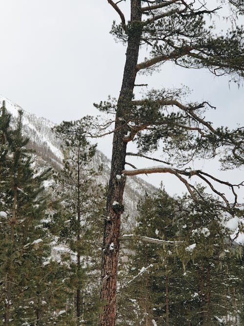 Безкоштовне стокове фото на тему «вертикальні постріл, гора, дерево»