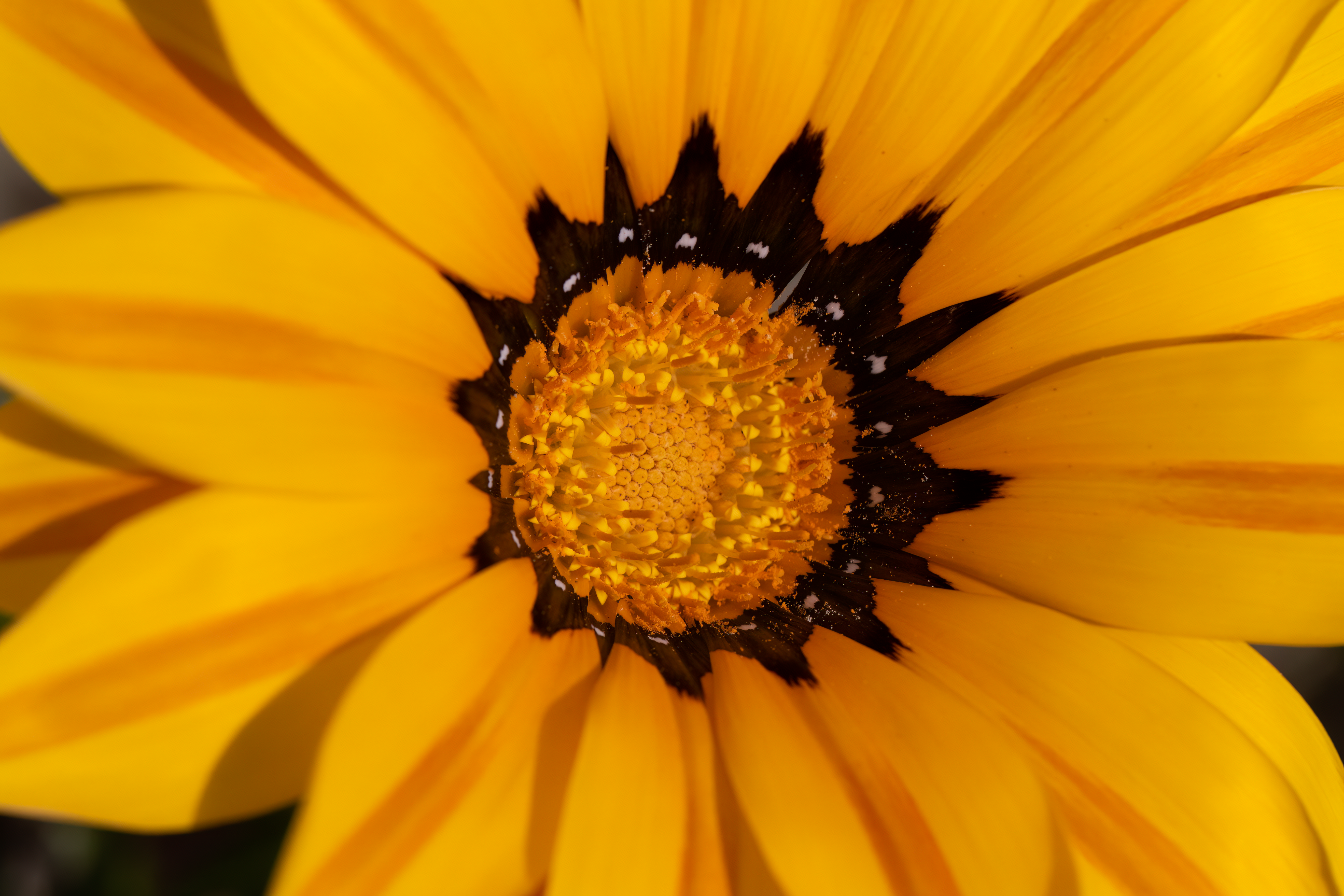Close up of a Yellow Flower · Free Stock Photo