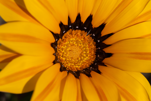 Free Detailed macro shot of a vibrant yellow flower with intricate petal patterns. Stock Photo