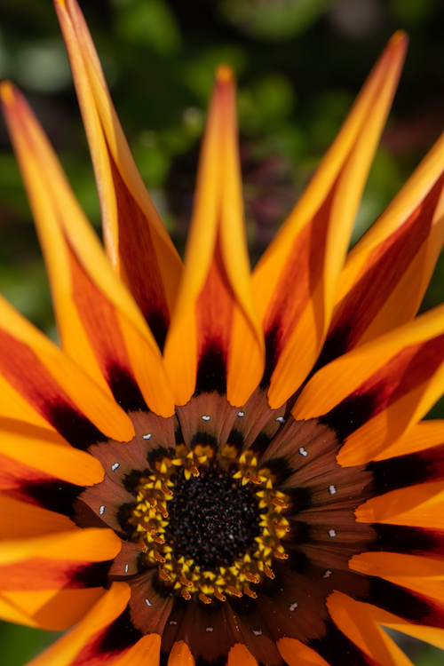 Free Close-up image of a vibrant Gazania flower showcasing detailed petals and a rich color palette. Stock Photo