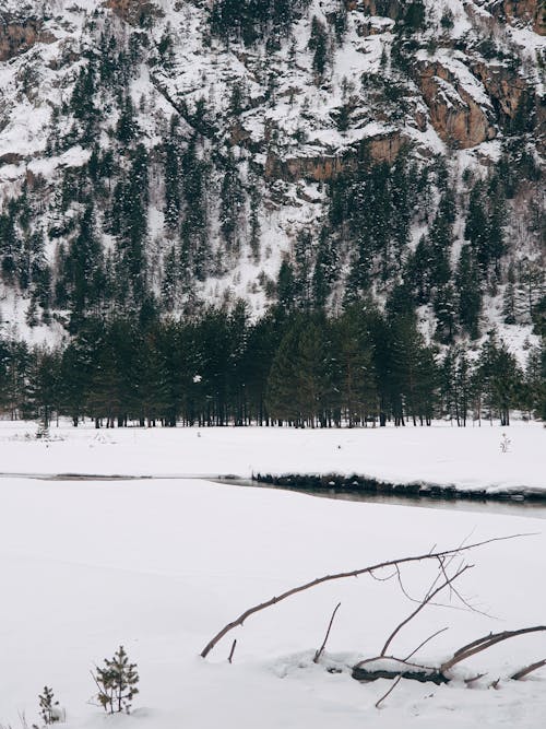 Photos gratuites de clairière, froid, hiver