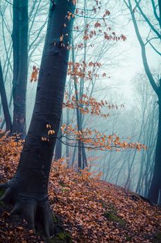 Enchanting foggy forest scene in autumn with bare trees and fallen leaves.