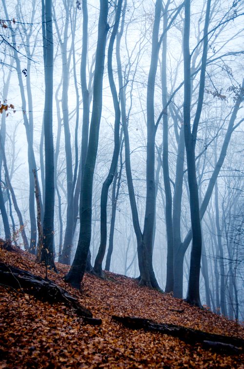 Free A foggy autumn forest scene with tall bare trees and fallen leaves, capturing the misty atmosphere. Stock Photo