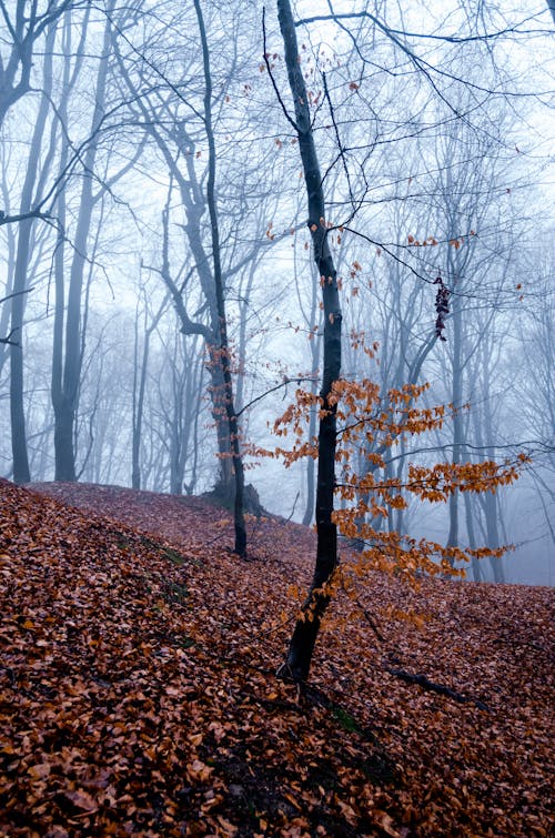 Fog over Forest in Autumn